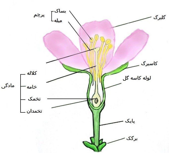 قسمت های مختلف گل