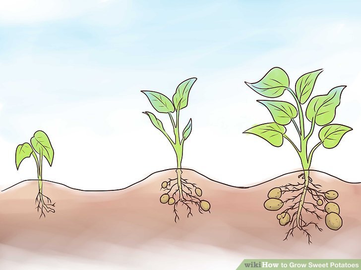 Image titled Grow Sweet Potatoes Step 19