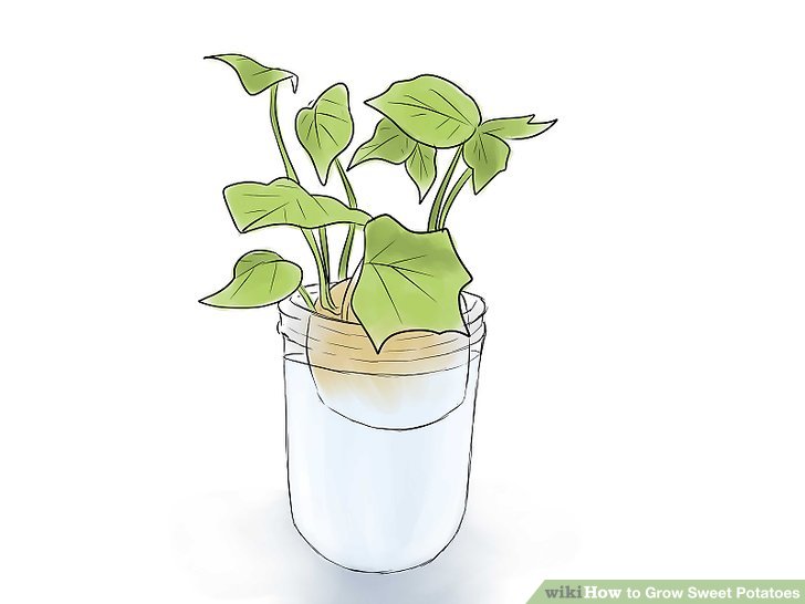 Image titled Grow Sweet Potatoes Step 6