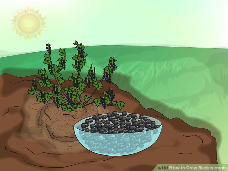 آموزش کاشت انگور فرنگی سیاه 5