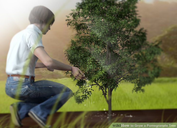 آموزش کاشت درخت انار مرحله ی 8