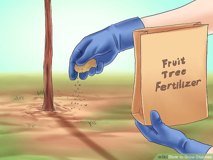 آموزش کاشت درخت گیلاس مرحله 5