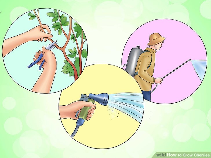 آموزش کاشت درخت گیلاس مرحله 6