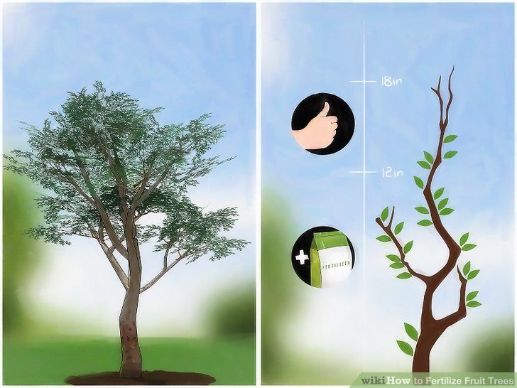 آموزش کود دادن به درختان میوه مرحله 2