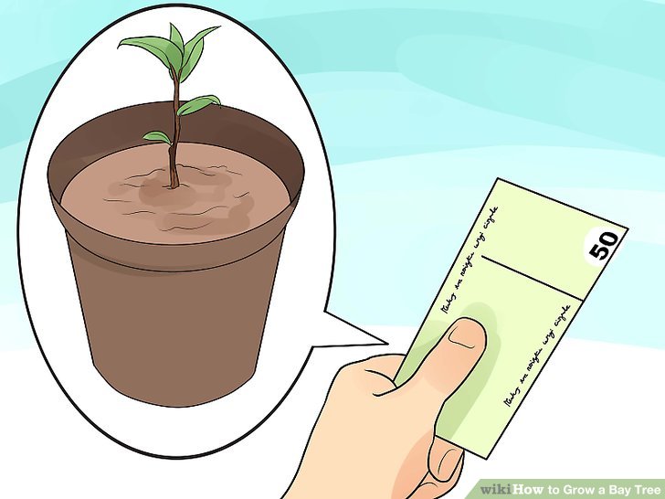 Image titled Grow a Bay Tree Step 1