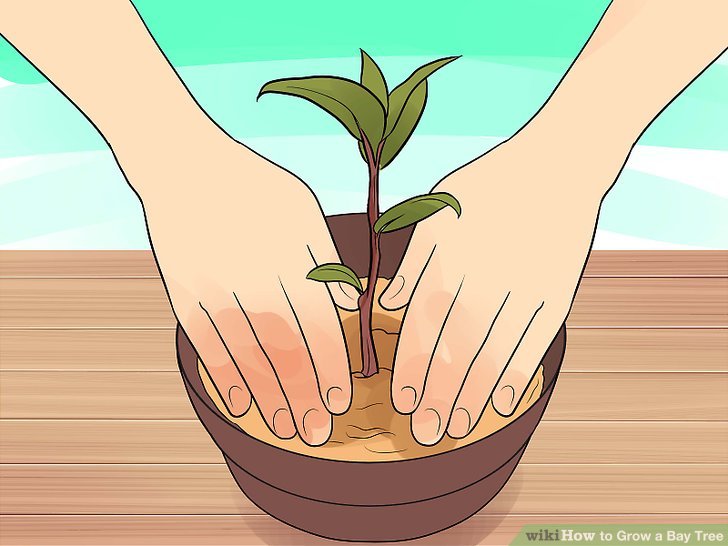 Image titled Grow a Bay Tree Step 2