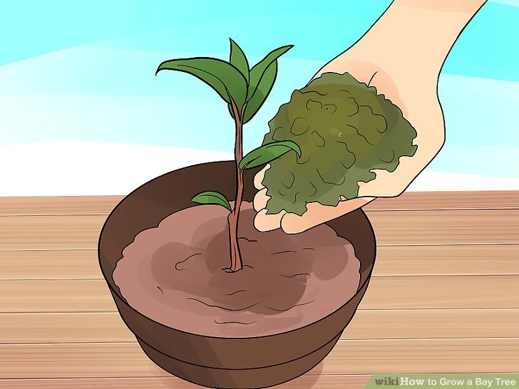 Image titled Grow a Bay Tree Step 4
