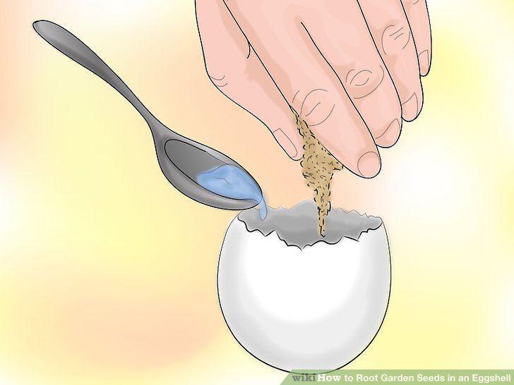 ریشه دار کردن بذر در پوست تخم مرغ 7