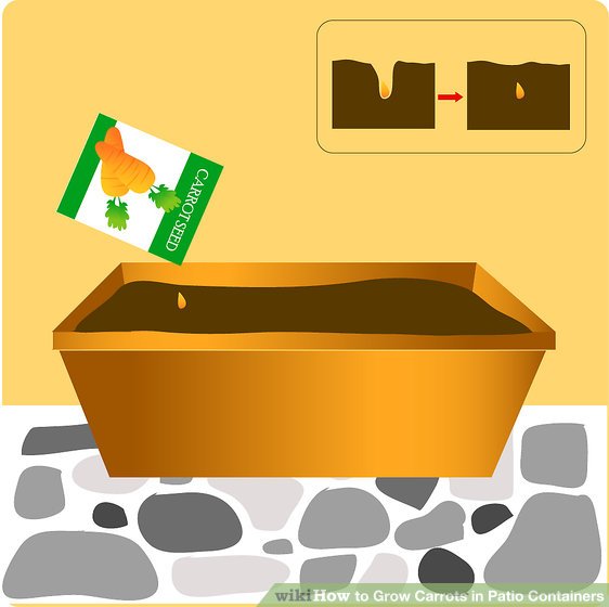 آموزش کاشت هویج در خانه مرحله 8