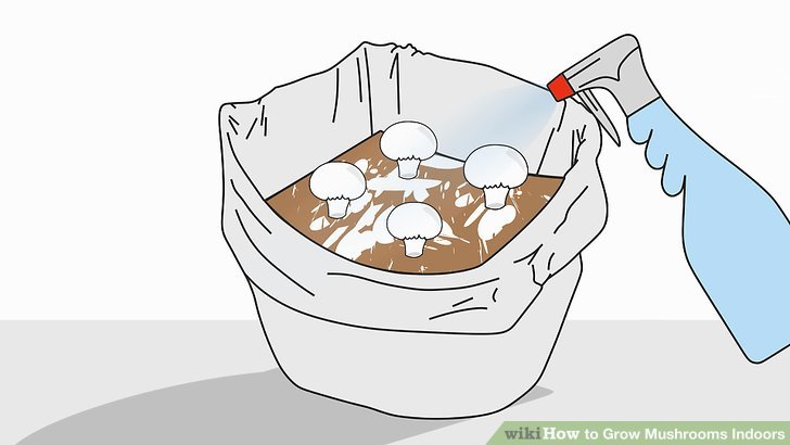 آموزش کاشت قارچ در خانه مرحله 12