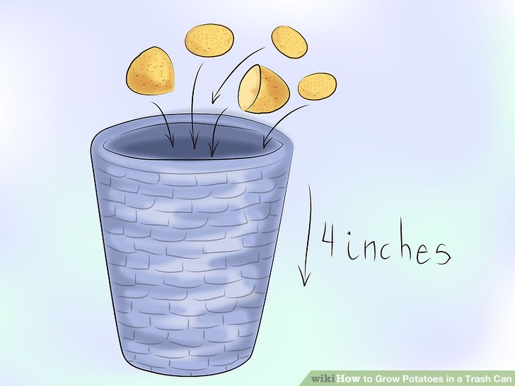 Image titled Grow Potatoes in a Trash Can Step 4