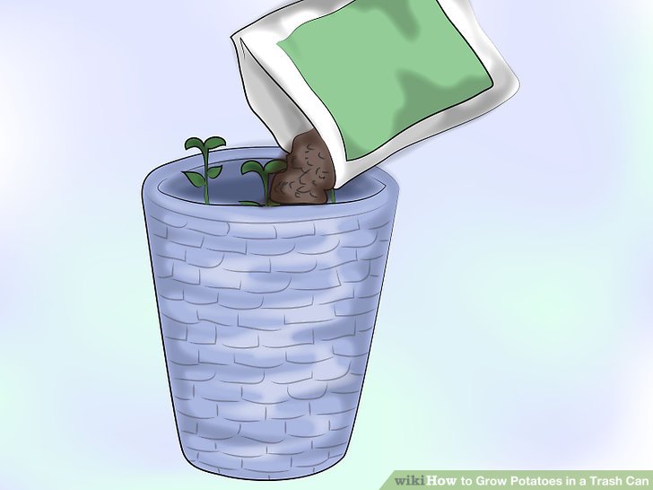 Image titled Grow Potatoes in a Trash Can Step 5