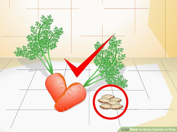 آموزش کاشت هویج در گلدان مرحله 1