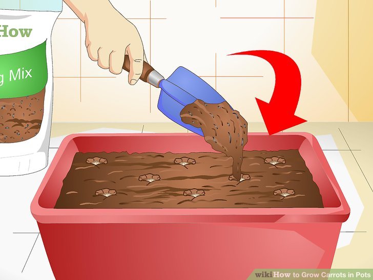 آموزش کاشت هویج در گلدان مرحله 10