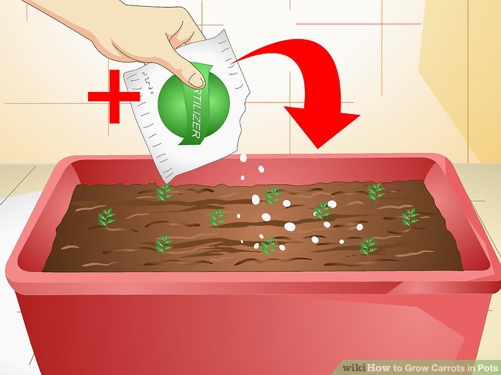 آموزش کاشت هویج در گلدان مرحله 14