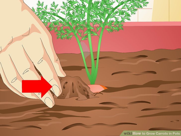 آموزش کاشت هویج در گلدان مرحله 17