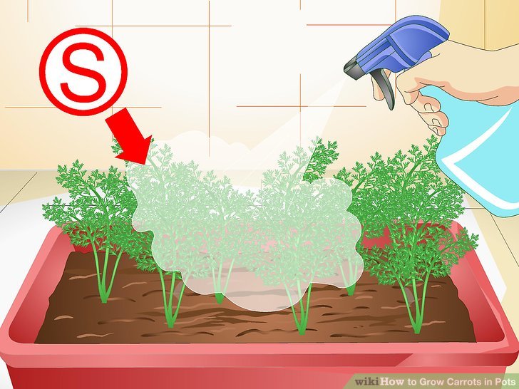 آموزش کاشت هویج در گلدان مرحله 18