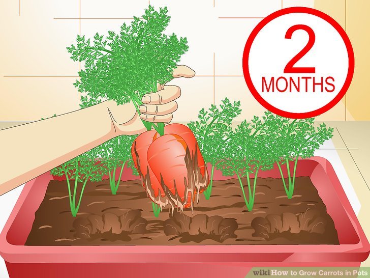 آموزش کاشت هویج در گلدان مرحله 19