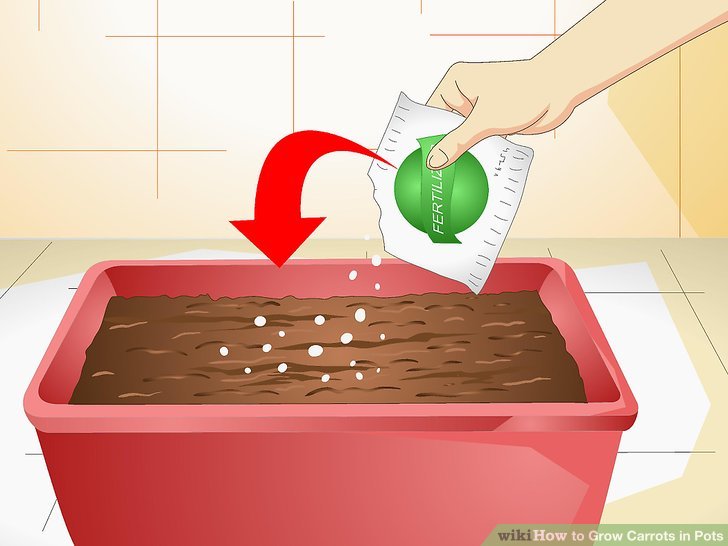 آموزش کاشت هویج در گلدان مرحله 7