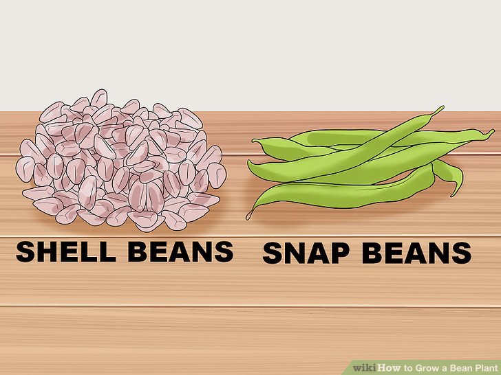 Image titled Grow a Bean Plant Step 1
