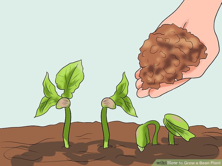 Image titled Grow a Bean Plant Step 12