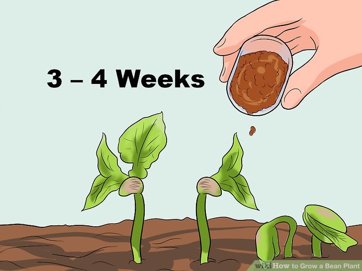 Image titled Grow a Bean Plant Step 13