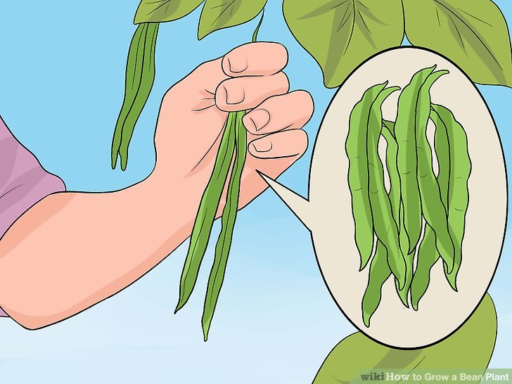 Image titled Grow a Bean Plant Step 14