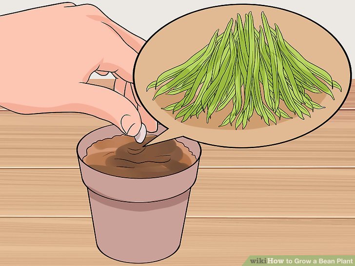 Image titled Grow a Bean Plant Step 2