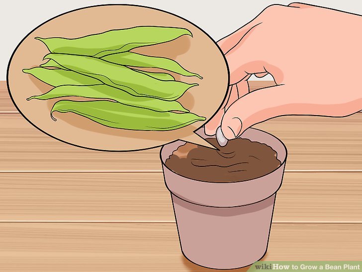 Image titled Grow a Bean Plant Step 3