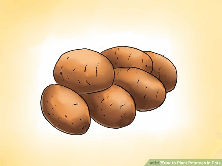 Image titled Plant Potatoes in Pots Step 1