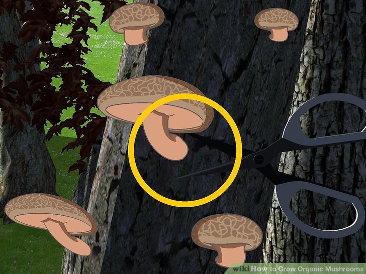 Image titled Grow Organic Mushrooms Step 10