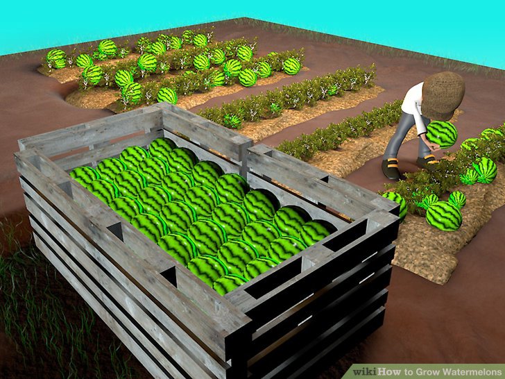 آموزش کاشت هندوانه مرحله 11