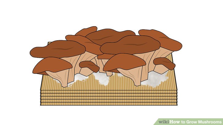 آموزش کاشت قارچ مرحله 10