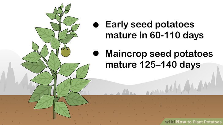 Image titled Plant Potatoes Step 1