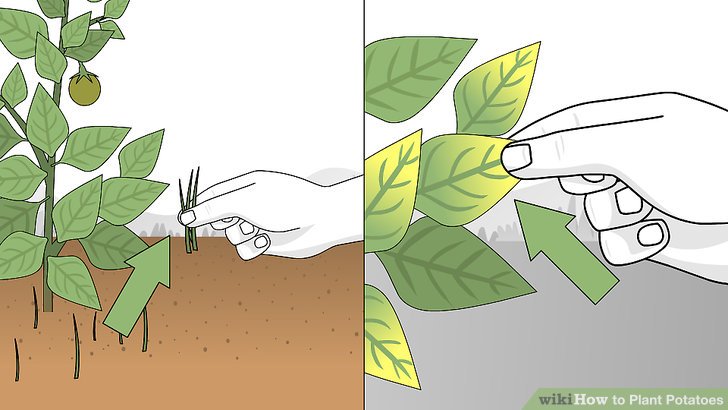 Image titled Plant Potatoes Step 10