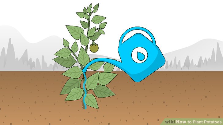 Image titled Plant Potatoes Step 11