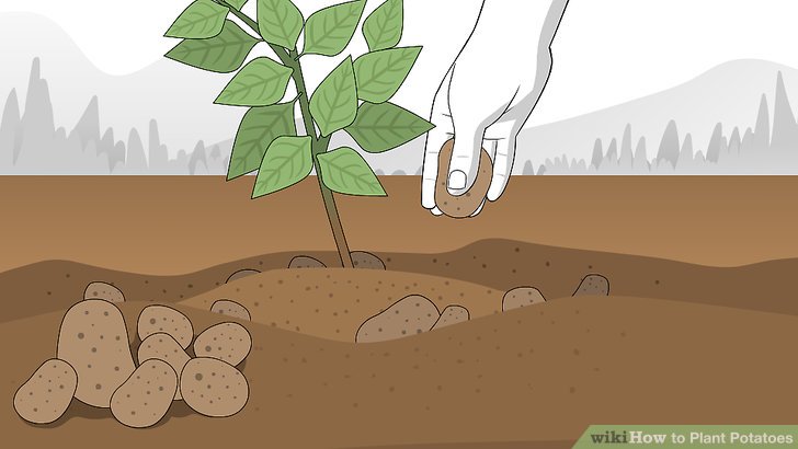 Image titled Plant Potatoes Step 12
