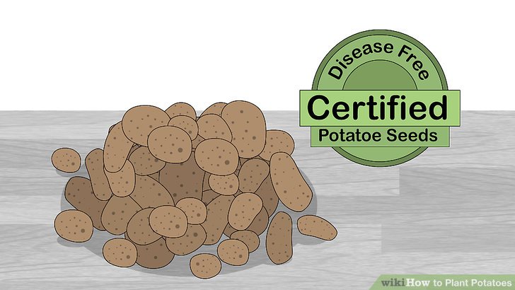 Image titled Plant Potatoes Step 2