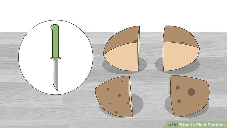 Image titled Plant Potatoes Step 3