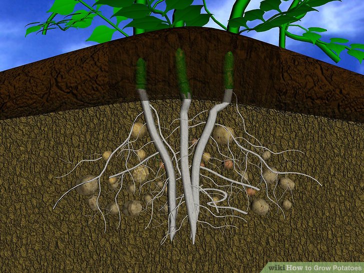 Image titled Grow Potatoes Step 10