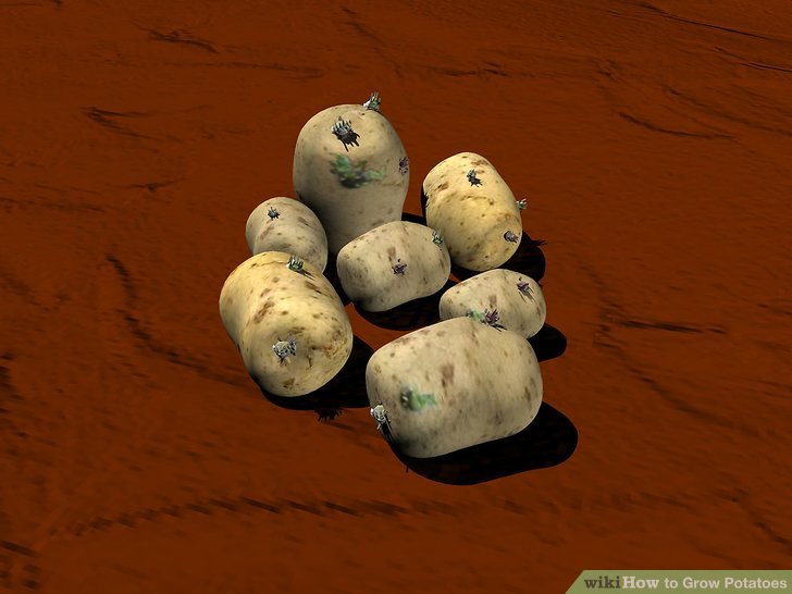 Image titled Grow Potatoes Step 3