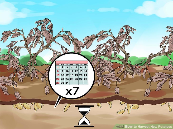 آموزش برداشت سیب زمینی مرحله 2