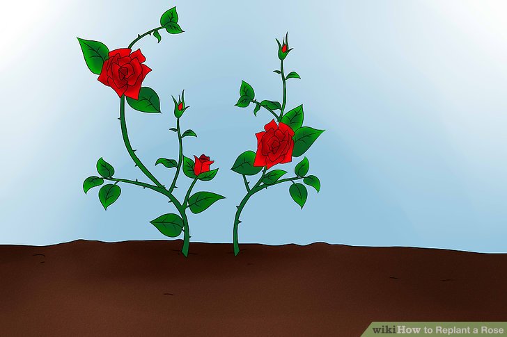 آموزش کاشت مجدد گل رز مرحله 11