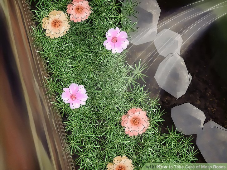 Image titled Take Care of Moss Roses Step 9