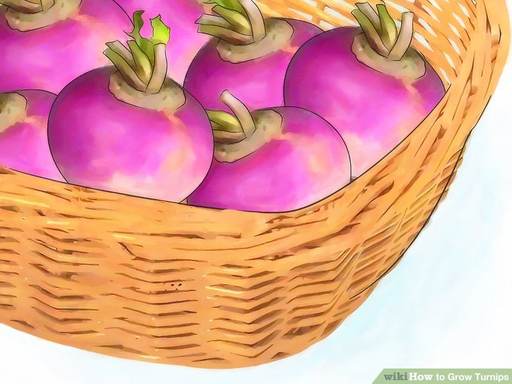 Image titled Grow Turnips Step 13
