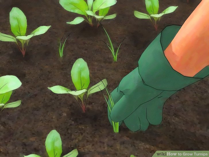 Image titled Grow Turnips Step 9