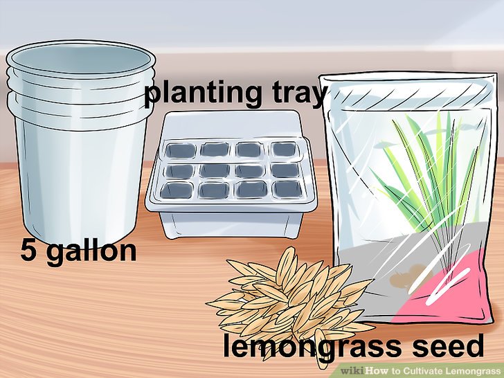 Image titled Cultivate Lemongrass Step 1