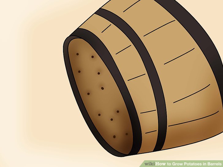 Image titled Grow Potatoes in Barrels Step 2