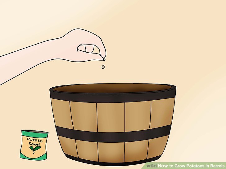 Image titled Grow Potatoes in Barrels Step 4