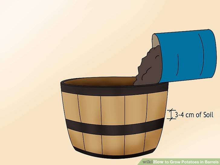 Image titled Grow Potatoes in Barrels Step 5